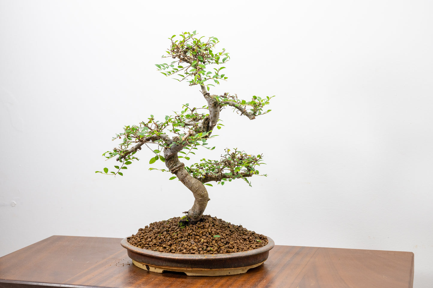 Large Chinese Elm Bonsai in 26cm Oval Ceramic