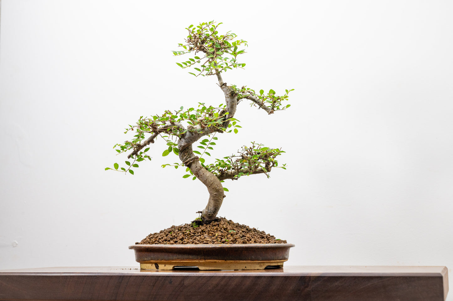 Large Chinese Elm Bonsai in 26cm Oval Ceramic