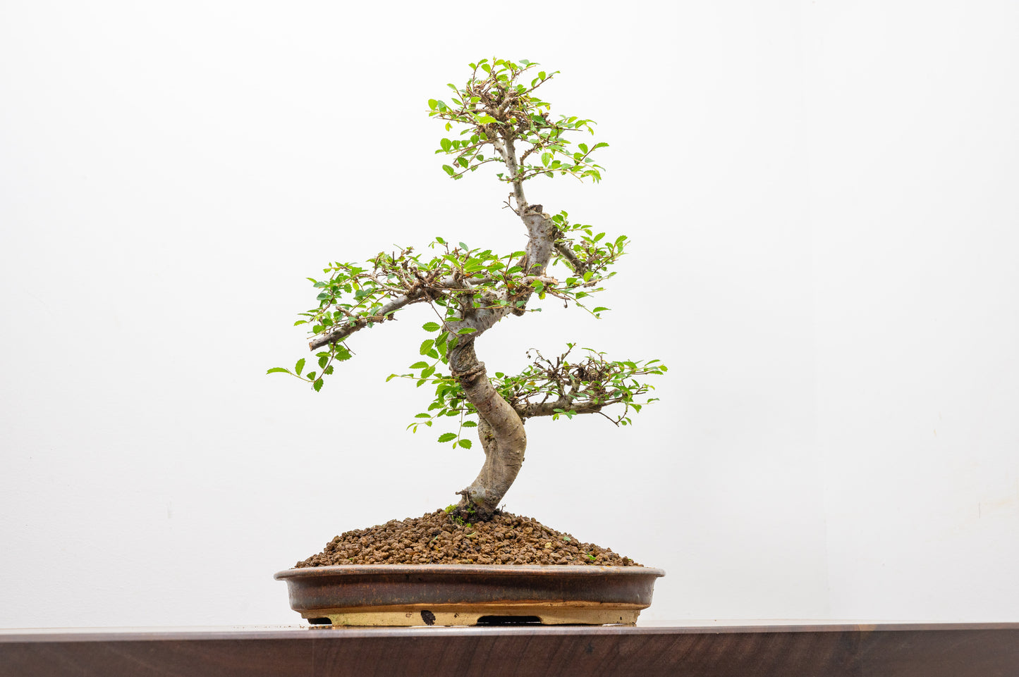 Large Chinese Elm Bonsai in 26cm Oval Ceramic