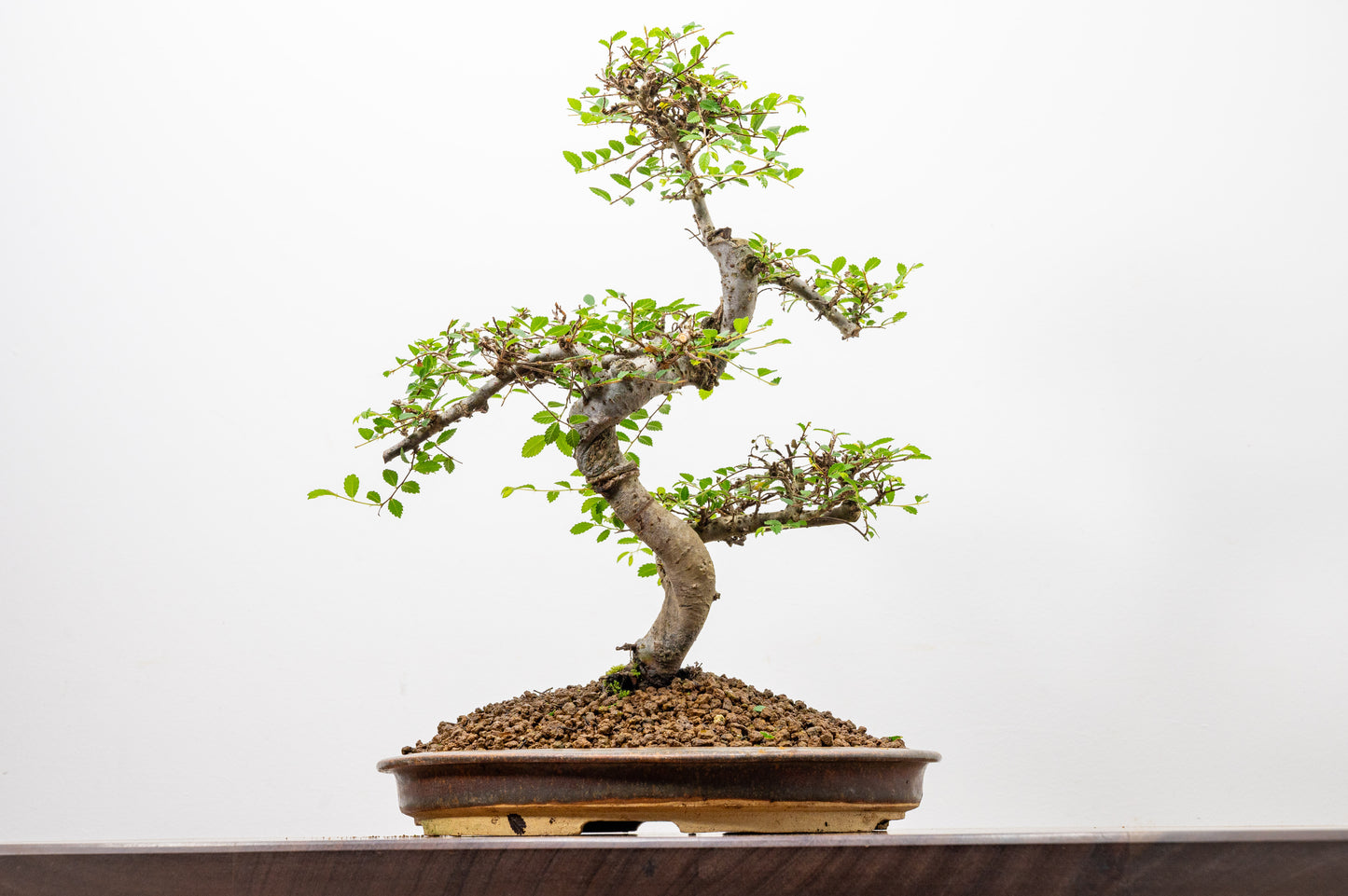 Large Chinese Elm Bonsai in 26cm Oval Ceramic