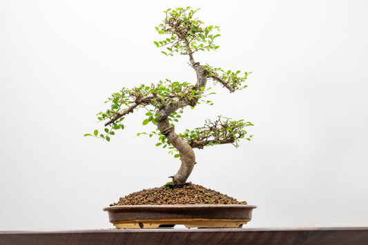 Large Chinese Elm Bonsai in 26cm Oval  Ceramic