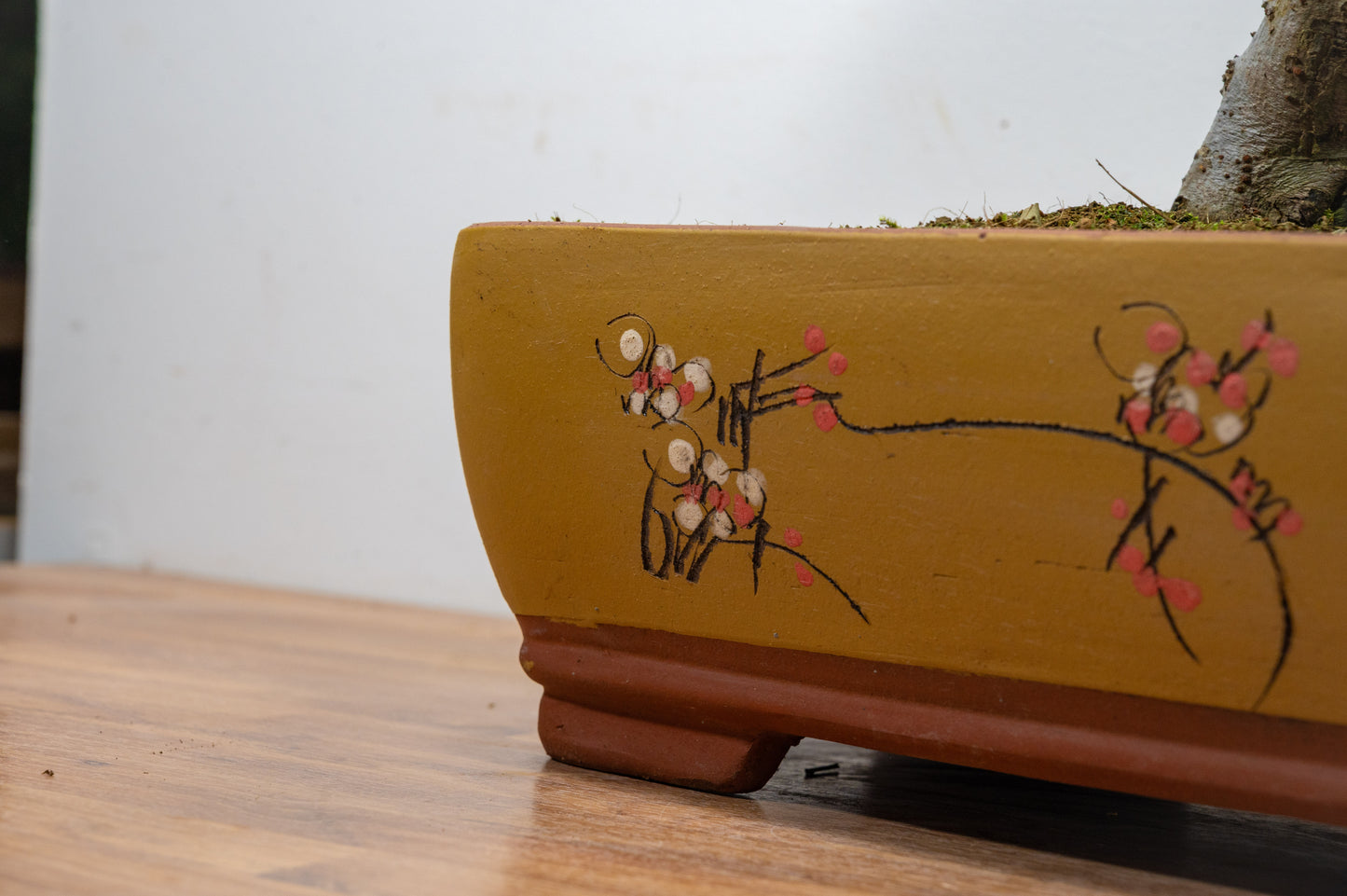 Large Chinese Elm Bonsai in 35cm Chinese Yellow Ceramic Pot