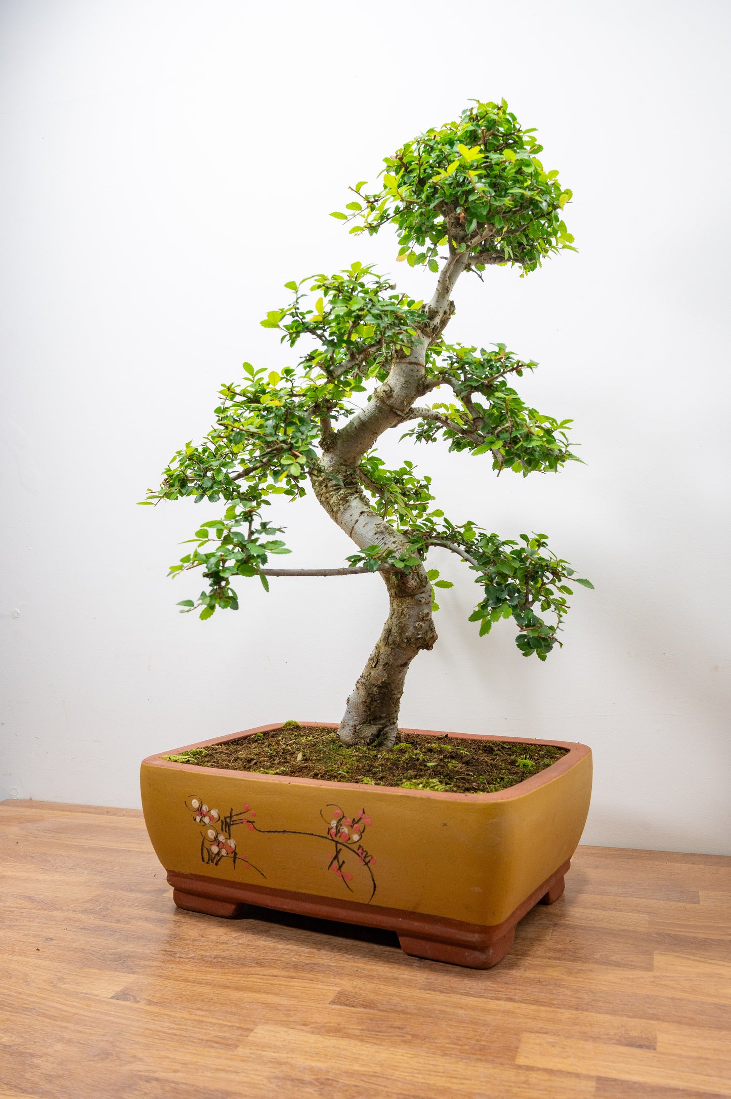 Large Chinese Elm Bonsai in 35cm Chinese Yellow Ceramic Pot