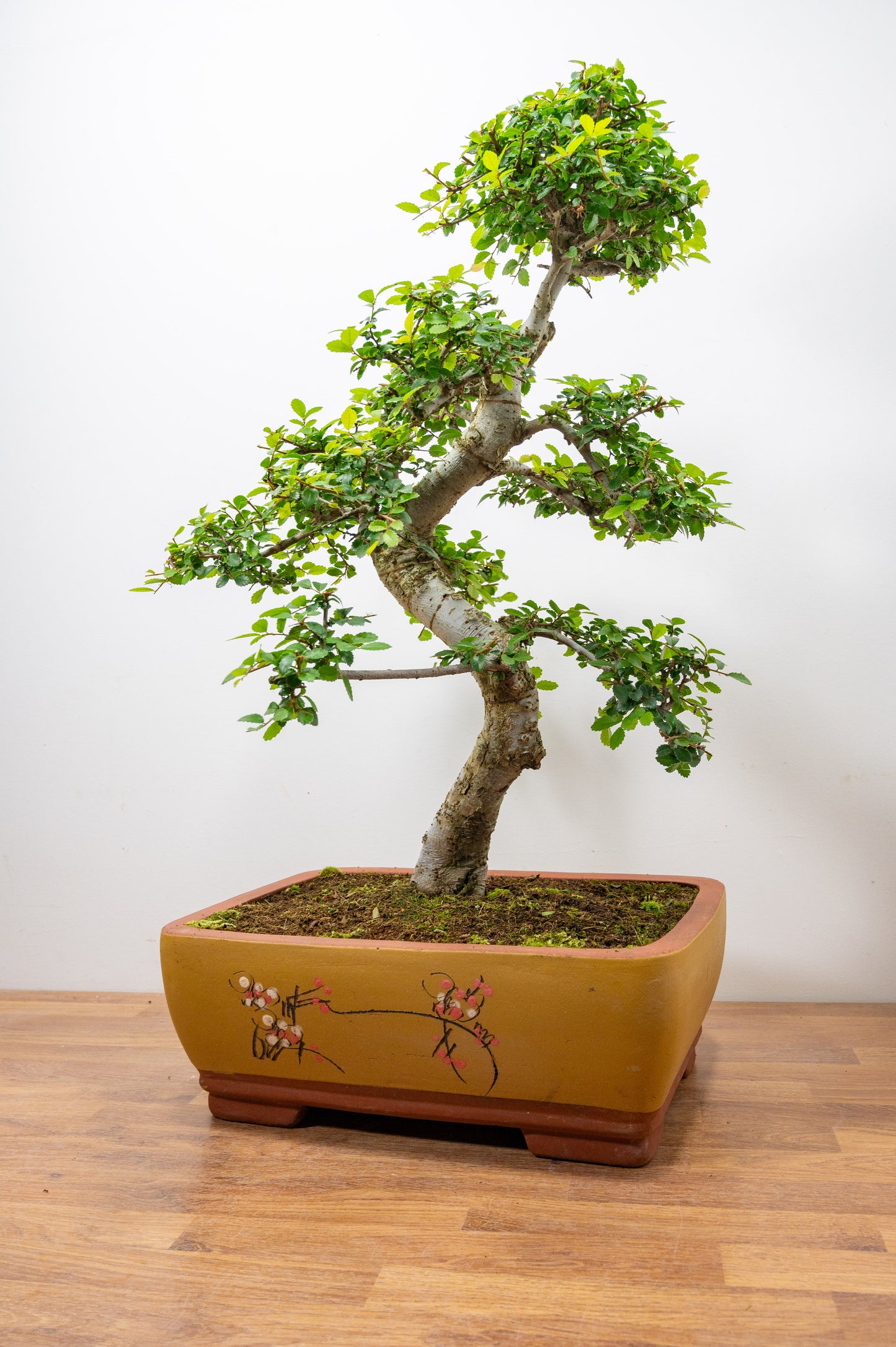 Large Chinese Elm Bonsai in 35cm Chinese Yellow Ceramic Pot