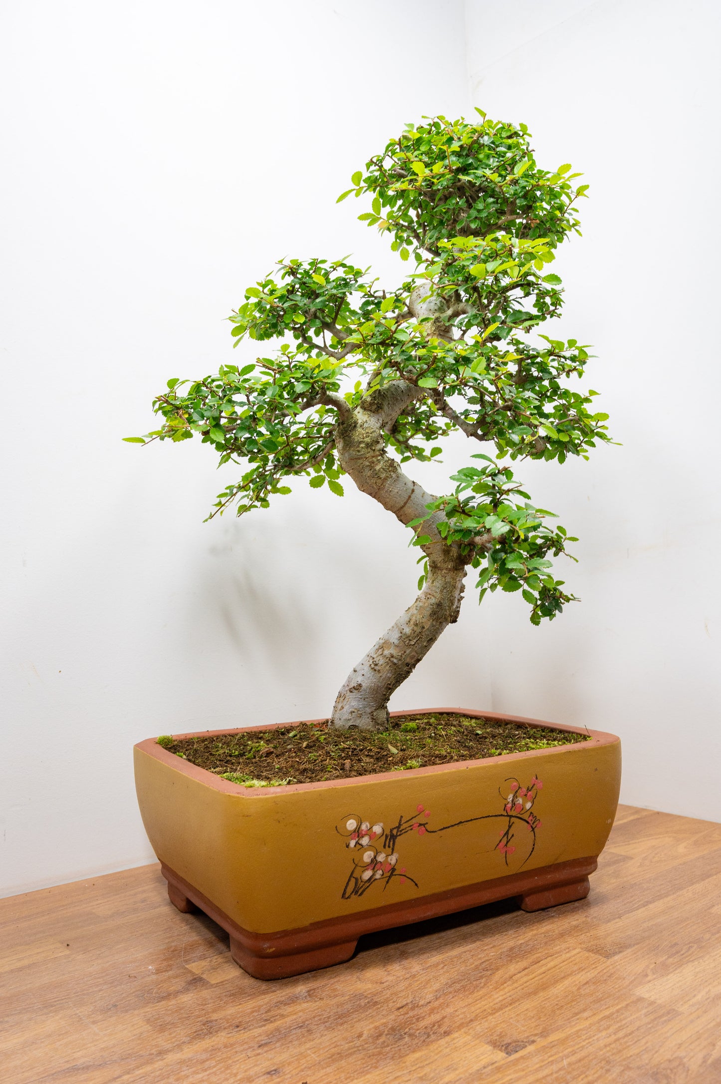 Large Chinese Elm Bonsai in 35cm Chinese Yellow Ceramic Pot