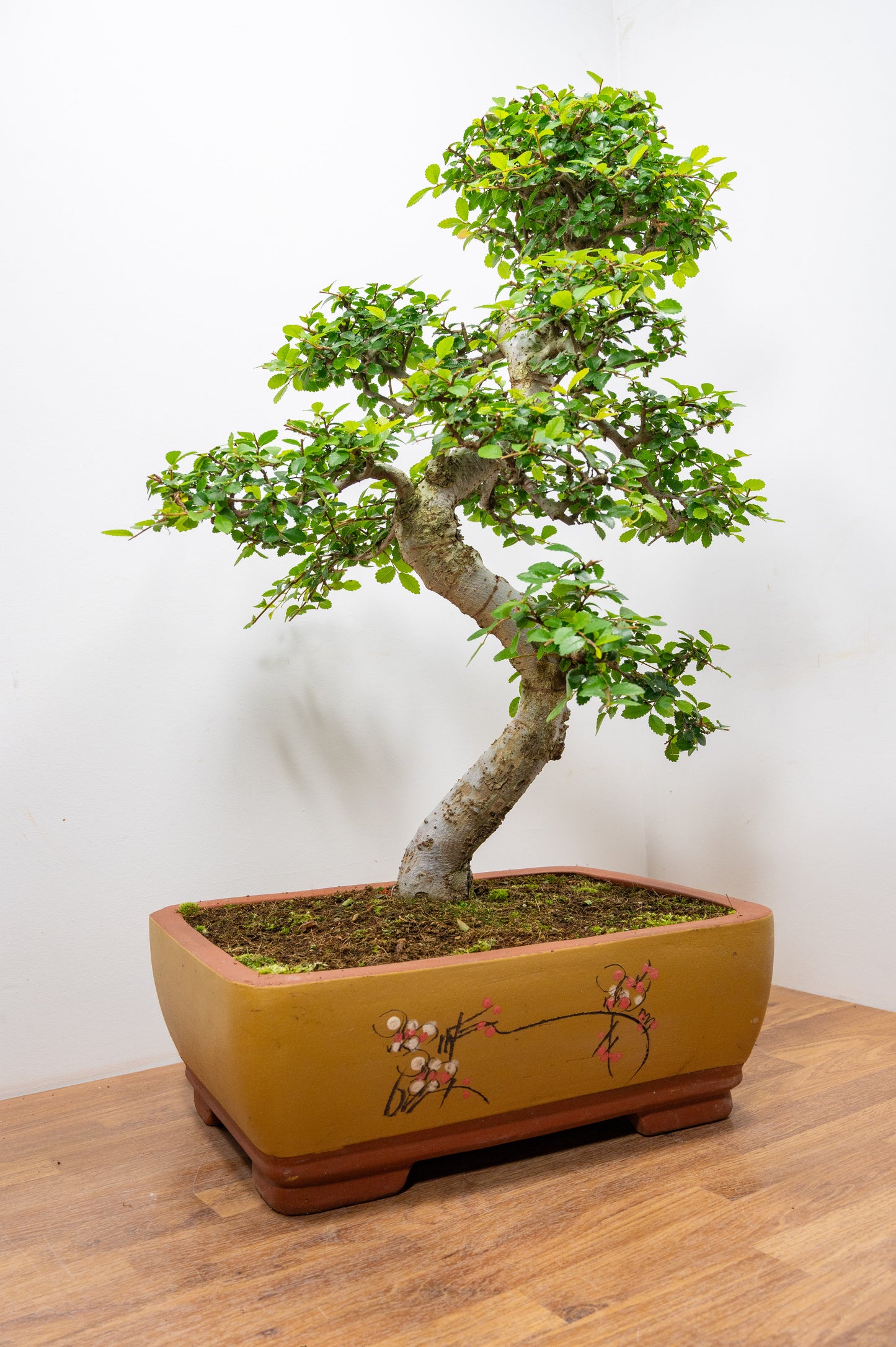 Large Chinese Elm Bonsai in 35cm Chinese Yellow Ceramic Pot