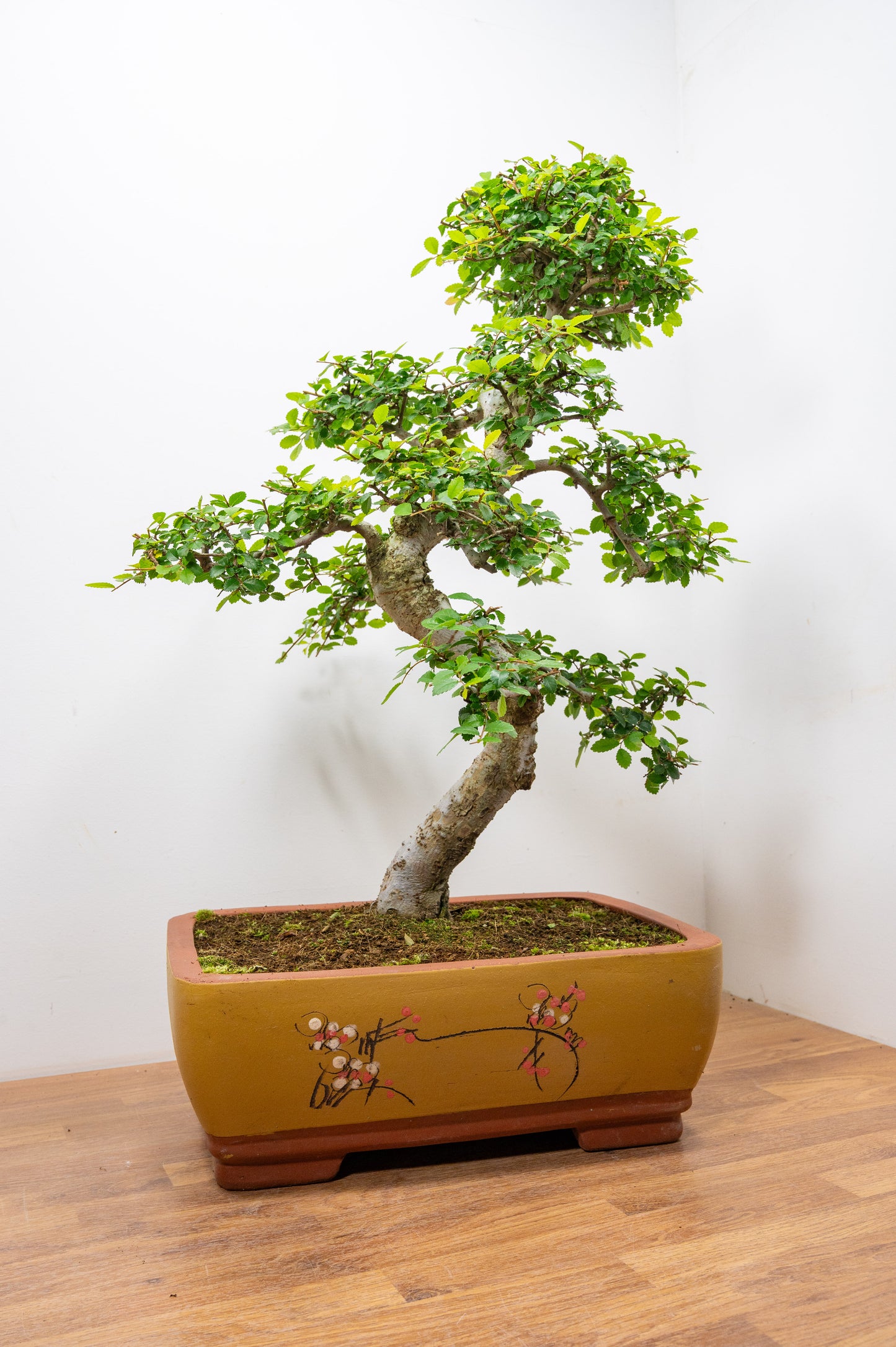 Large Chinese Elm Bonsai in 35cm Chinese Yellow Ceramic Pot