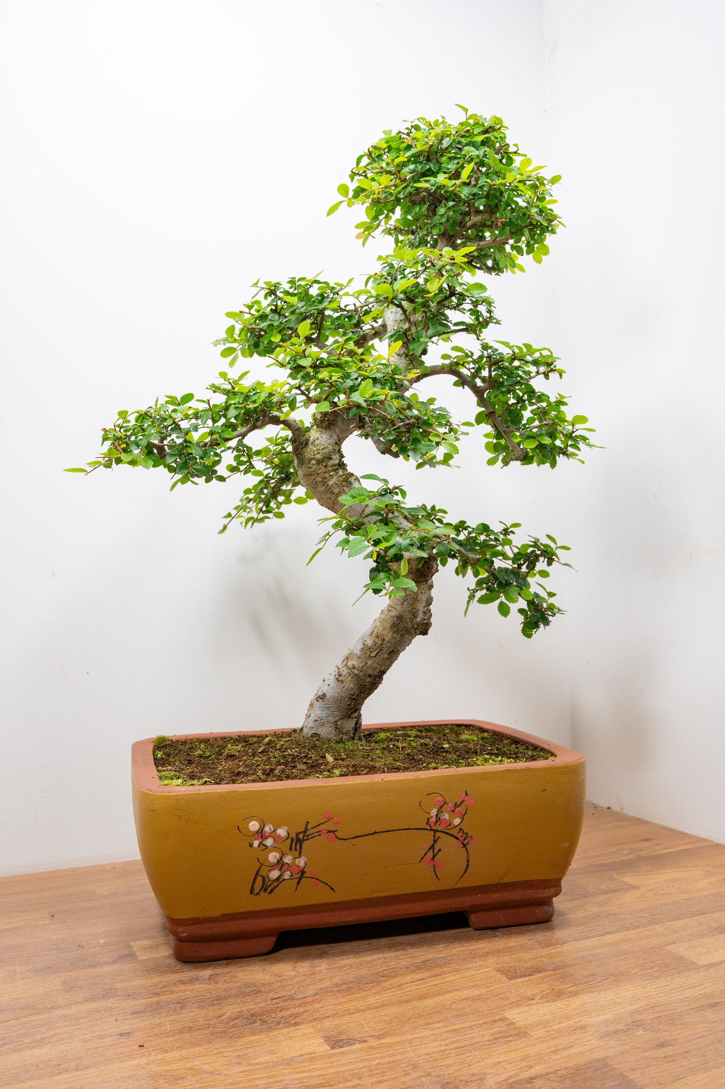 Large Chinese Elm Bonsai in 35cm Chinese Yellow Ceramic Pot