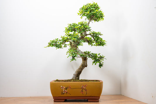 Large Chinese Elm Bonsai in 35cm Chinese Yellow Ceramic Pot