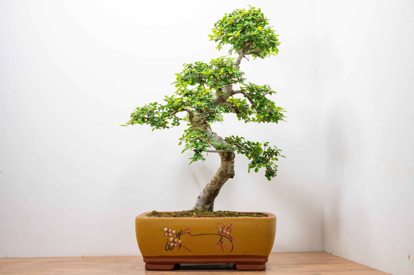 Large Chinese Elm Bonsai in 35cm Chinese Yellow Ceramic Pot