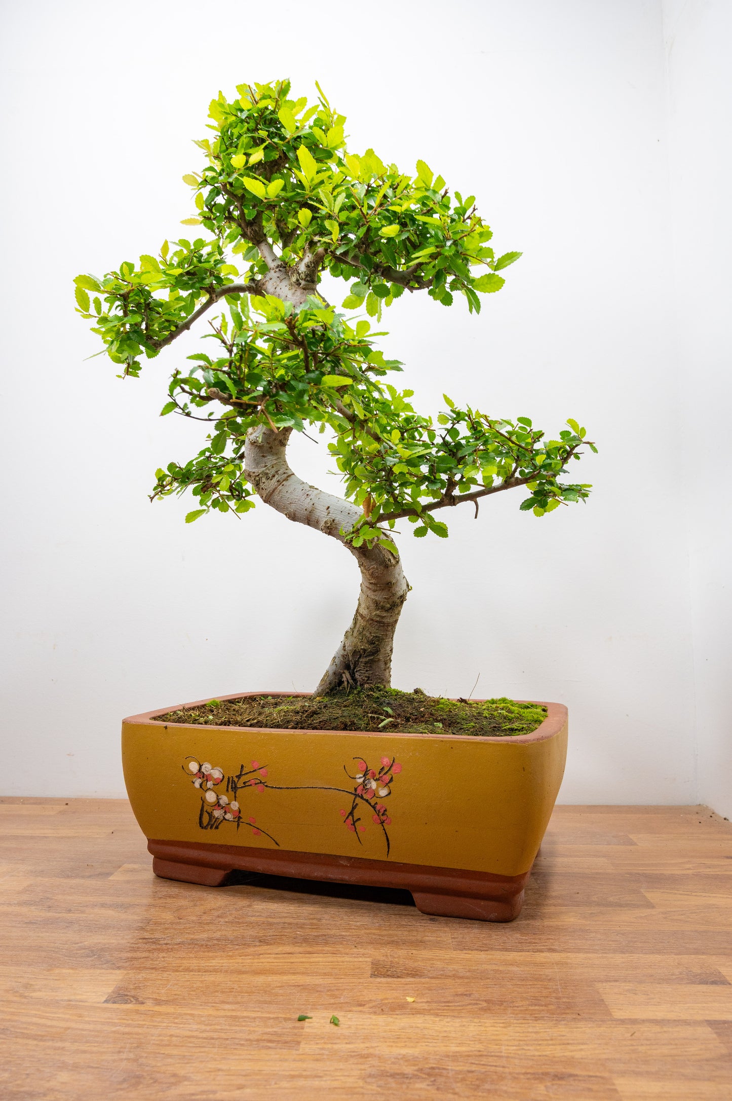 Large Chinese Elm Bonsai in 35cm Chinese Yellow Ceramic Pot