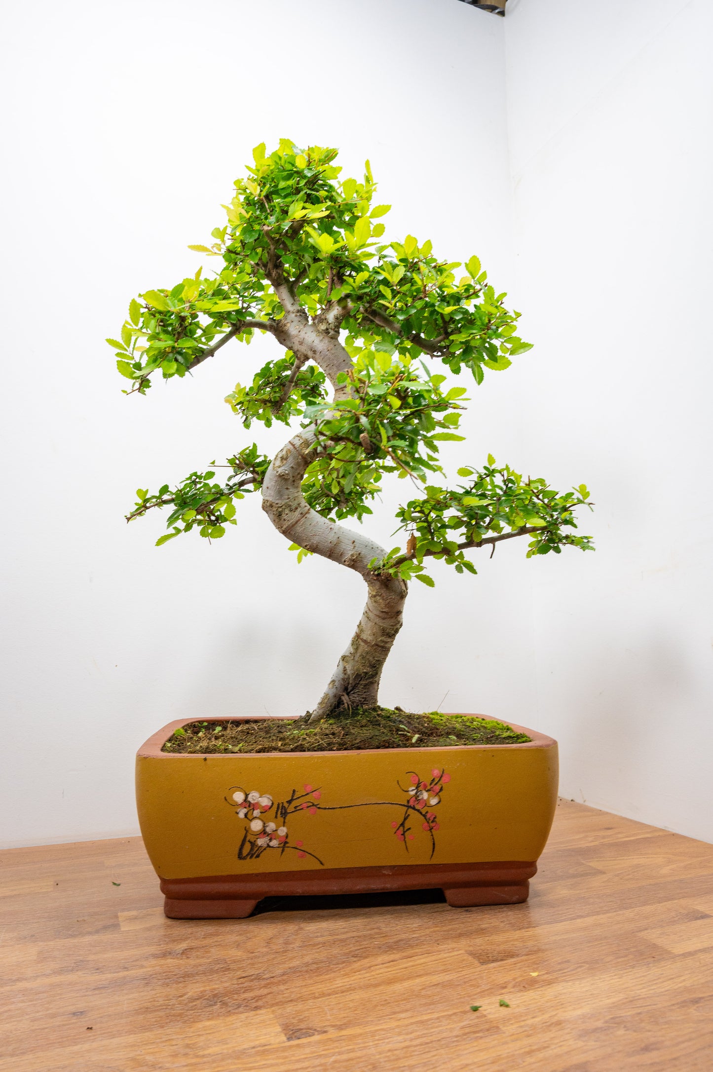 Large Chinese Elm Bonsai in 35cm Chinese Yellow Ceramic Pot