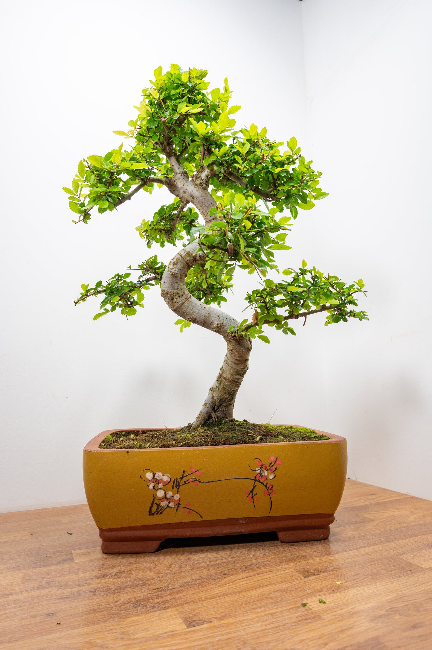 Large Chinese Elm Bonsai in 35cm Chinese Yellow Ceramic Pot