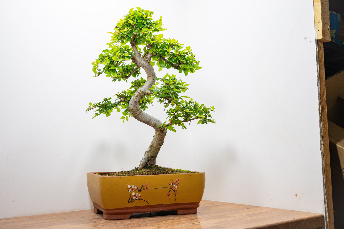 Large Chinese Elm Bonsai in 35cm Chinese Yellow Ceramic Pot
