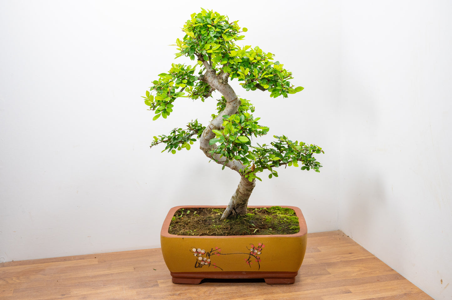 Large Chinese Elm Bonsai in 35cm Chinese Yellow Ceramic Pot