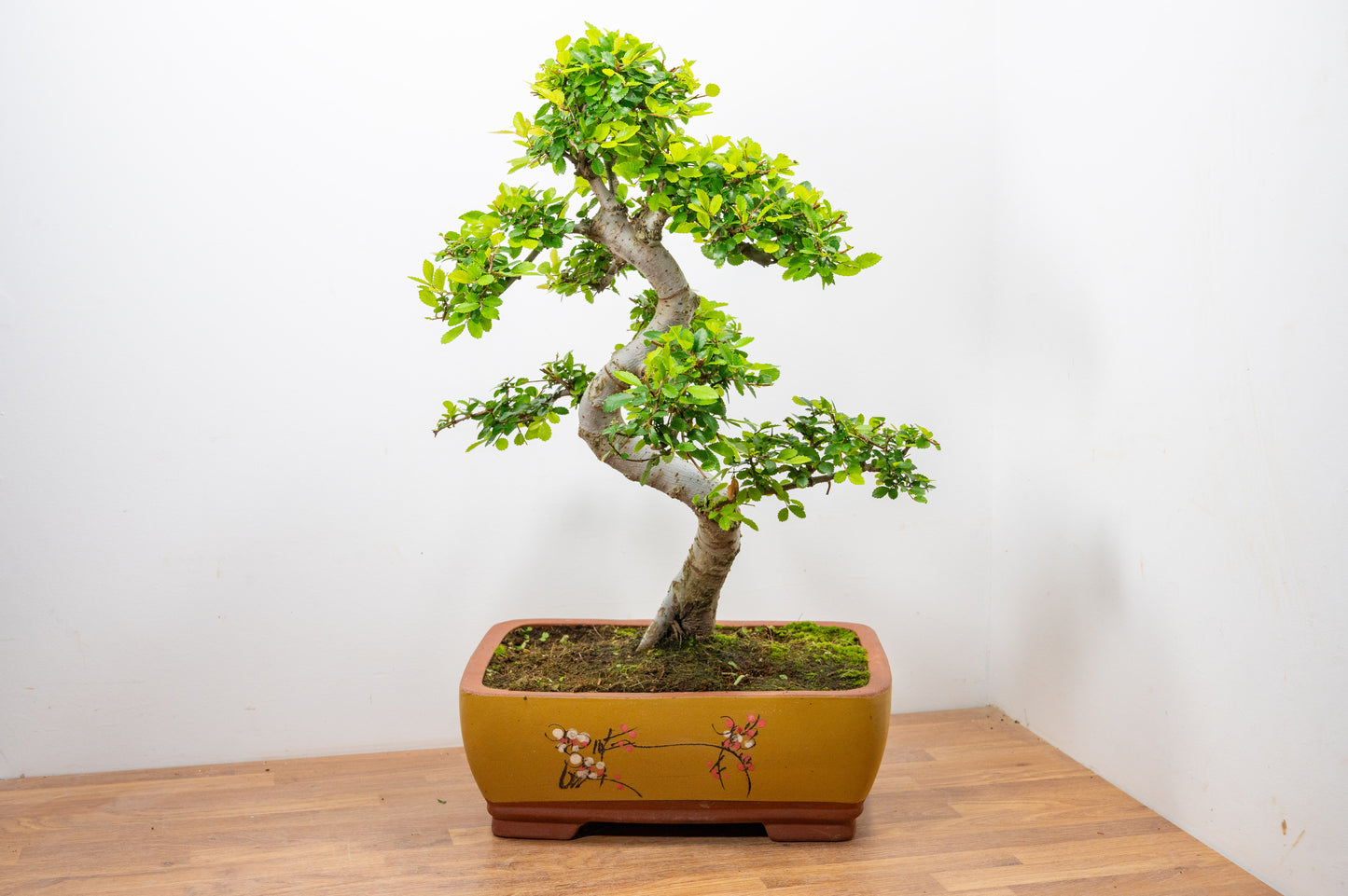 Large Chinese Elm Bonsai in 35cm Chinese Yellow Ceramic Pot