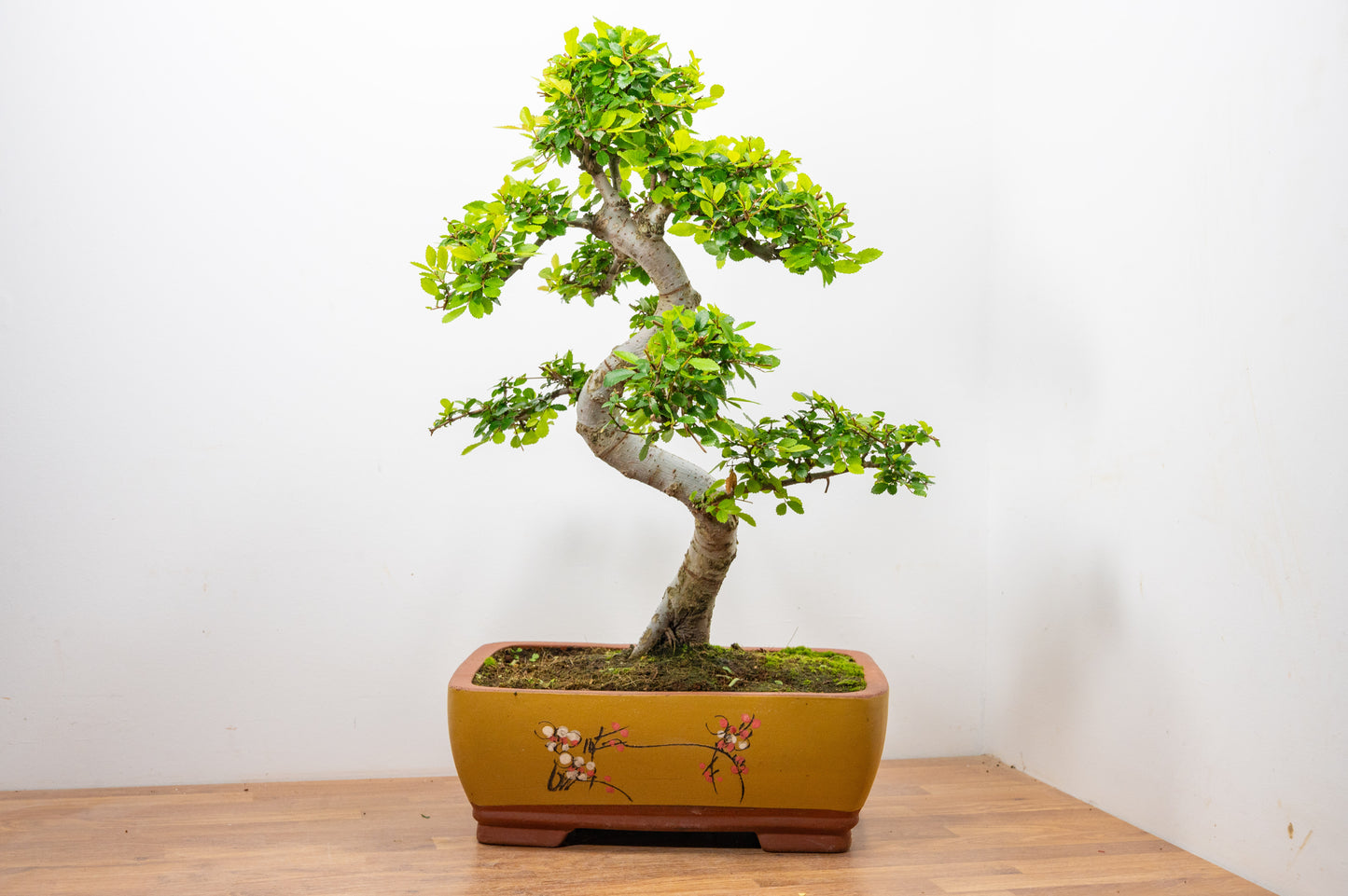 Large Chinese Elm Bonsai in 35cm Chinese Yellow Ceramic Pot