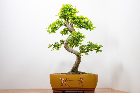 Large Chinese Elm Bonsai in 35cm Chinese Yellow Ceramic Pot