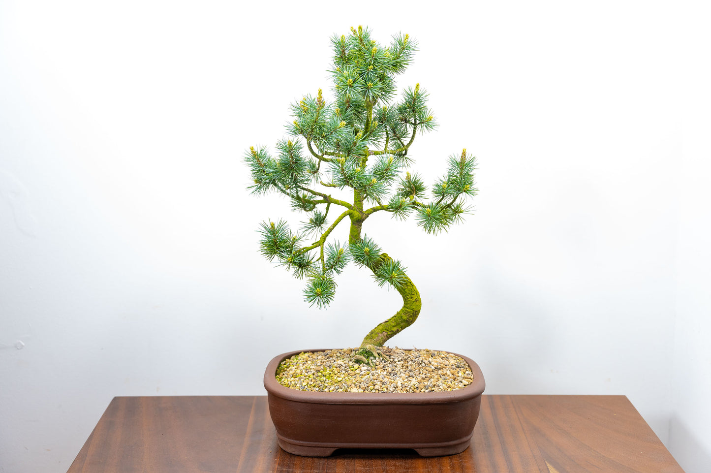 Japanese White Pine Bonsai