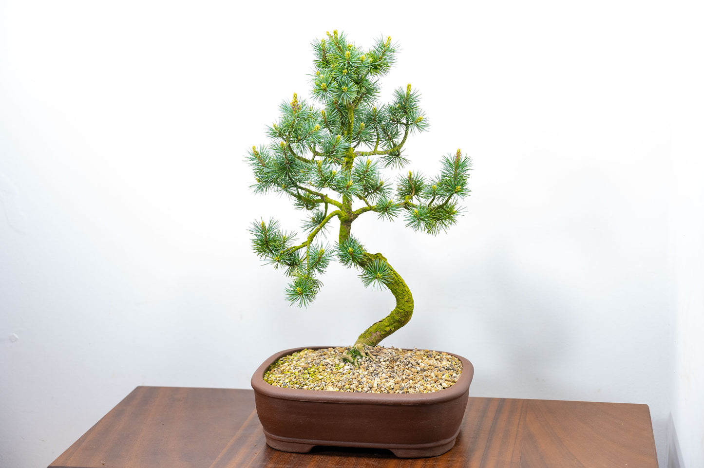 Japanese White Pine Bonsai