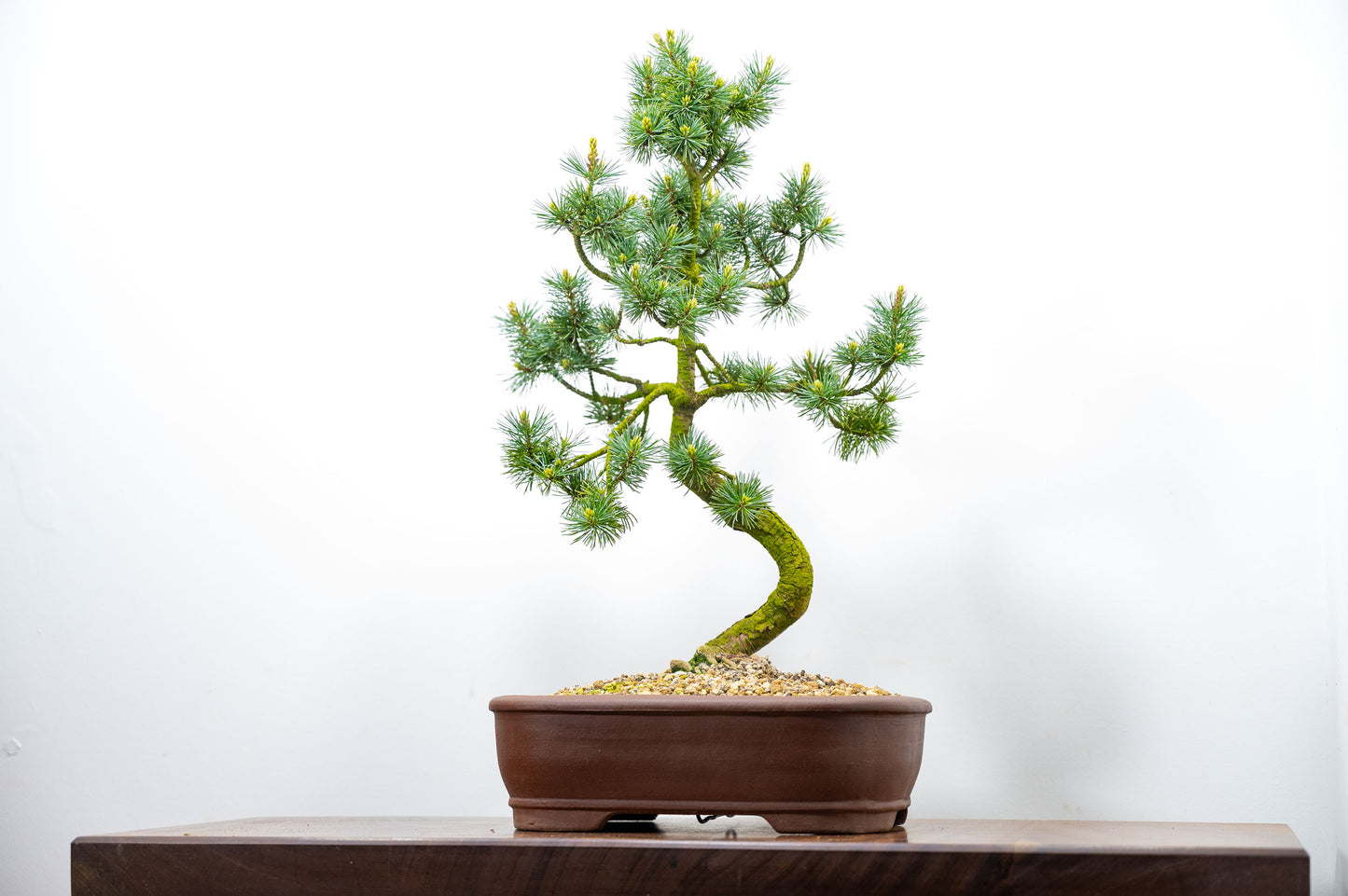 Japanese White Pine Bonsai
