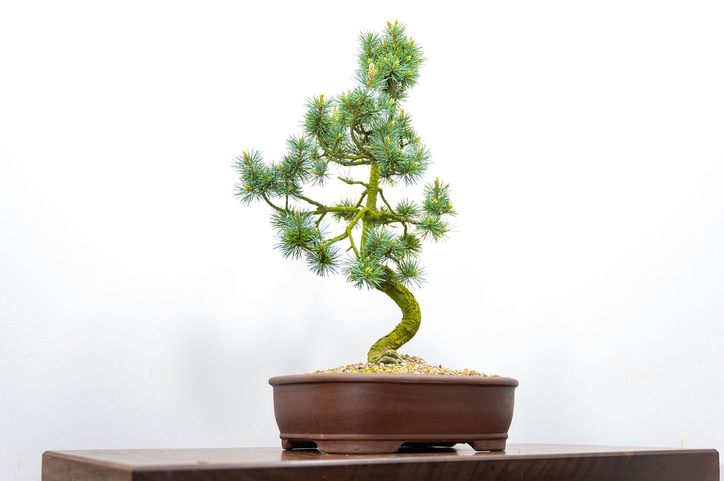 Japanese White Pine Bonsai