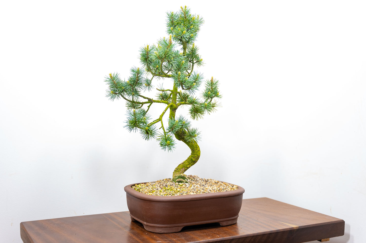 Japanese White Pine Bonsai