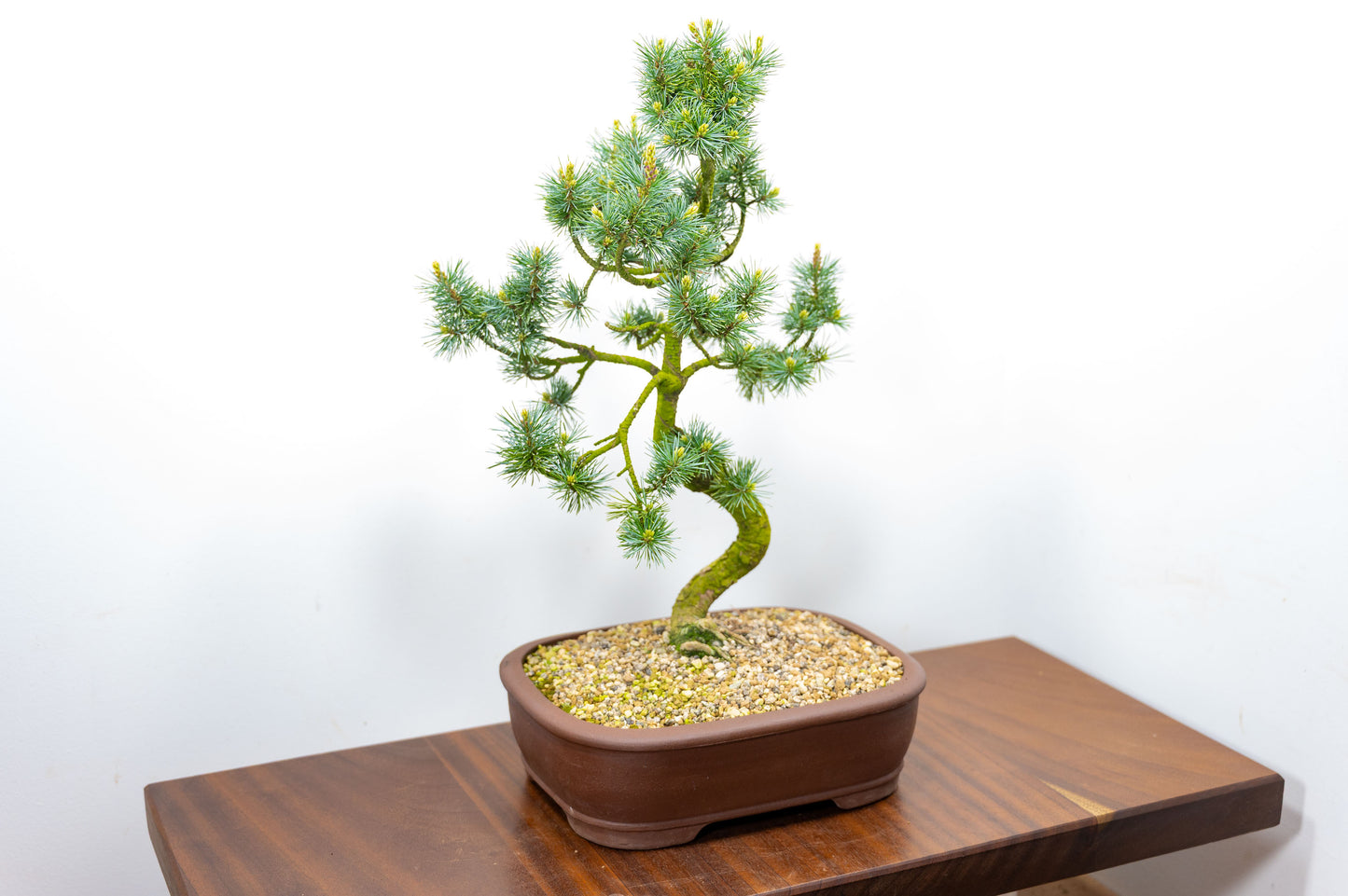 Japanese White Pine Bonsai