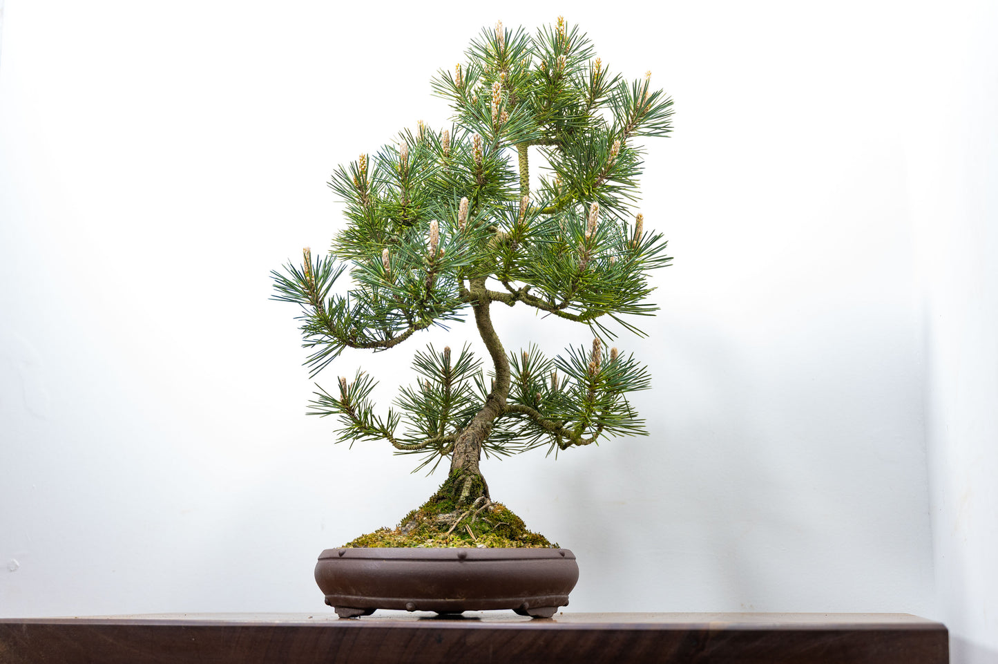 Japanese Black Pine Bonsai
