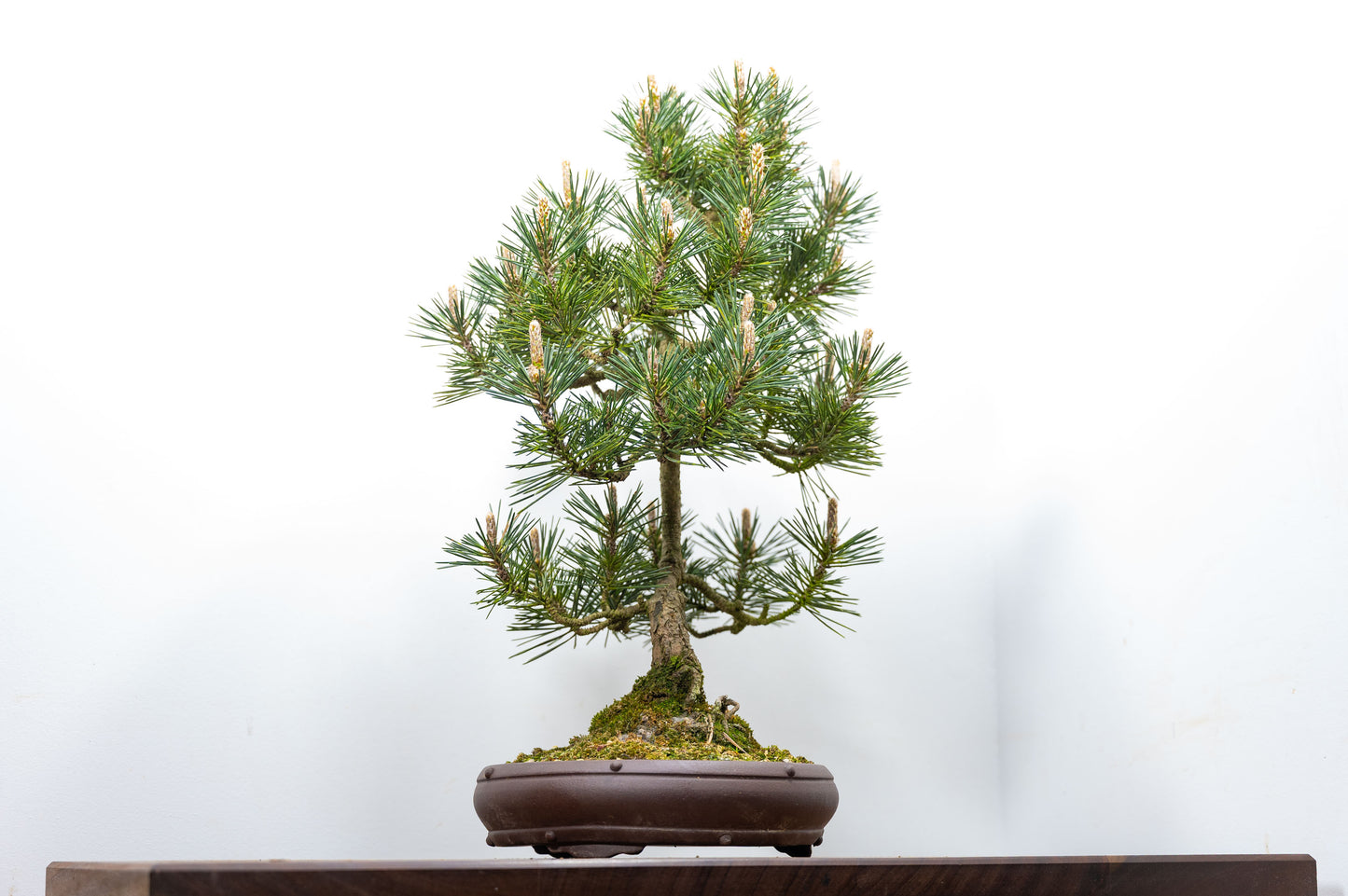 Japanese Black Pine Bonsai