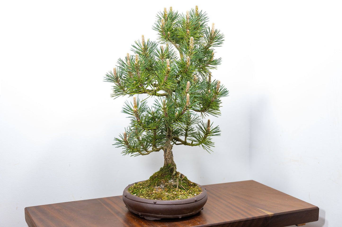 Japanese Black Pine Bonsai