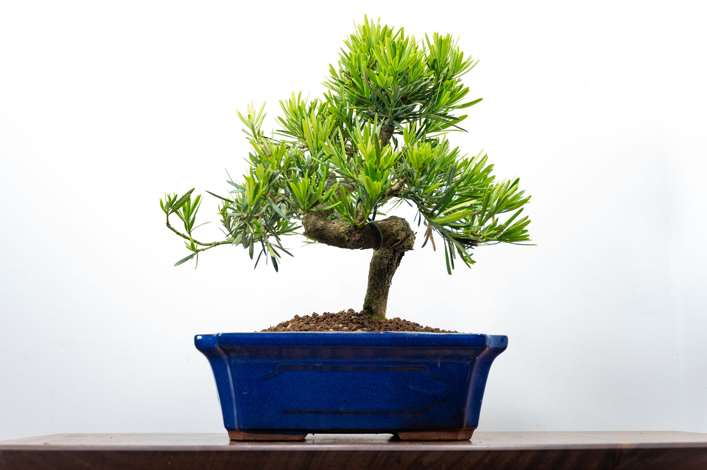 Buddhist Pine Bonsai  S Trunk - 30cm Blue Ceramic Pot