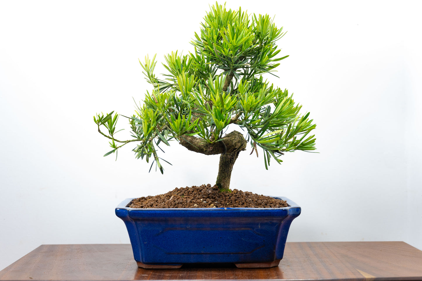 Buddhist Pine Bonsai  S Trunk - 30cm Blue Ceramic Pot