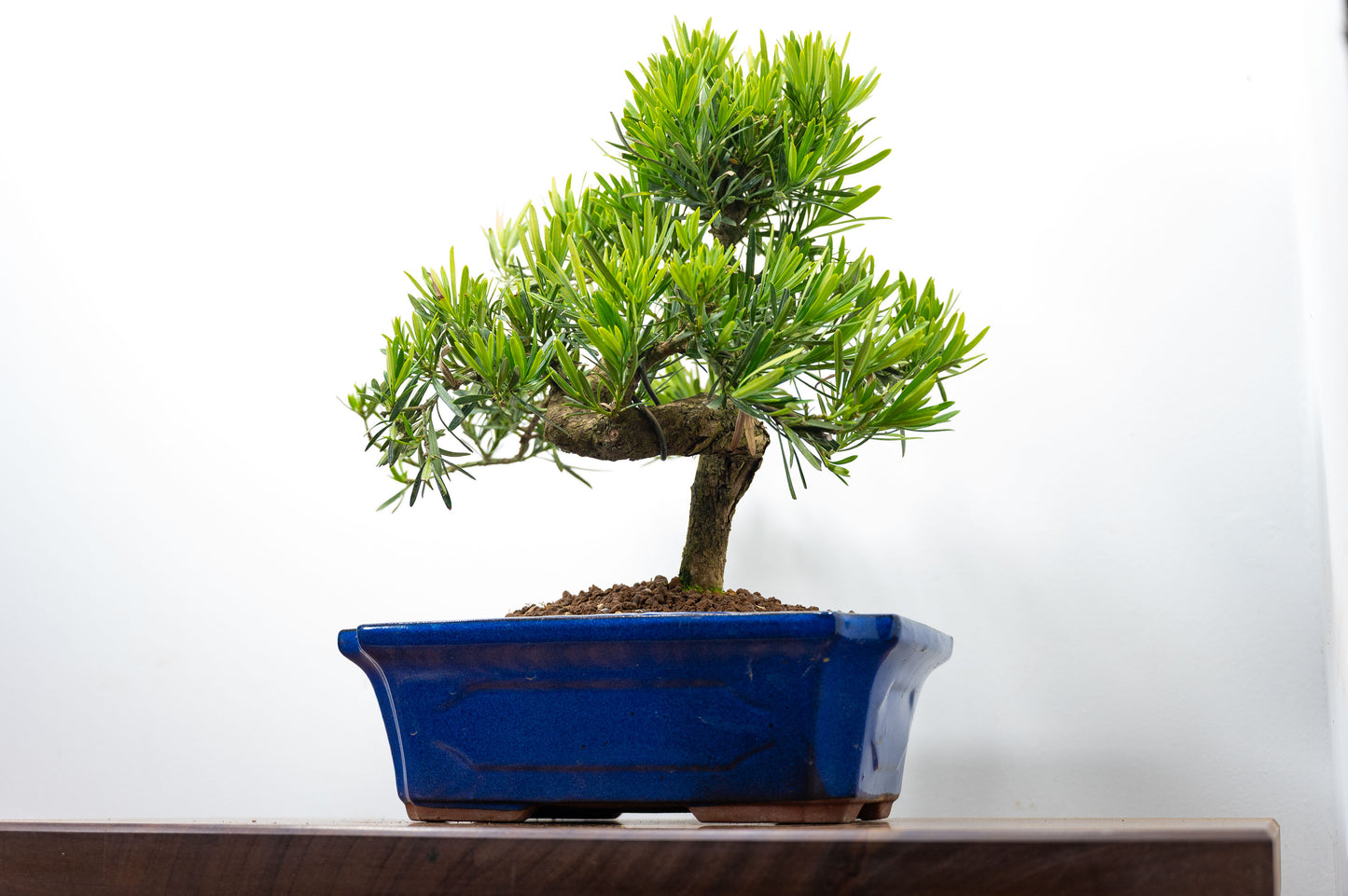 Buddhist Pine Bonsai  S Trunk - 30cm Blue Ceramic Pot
