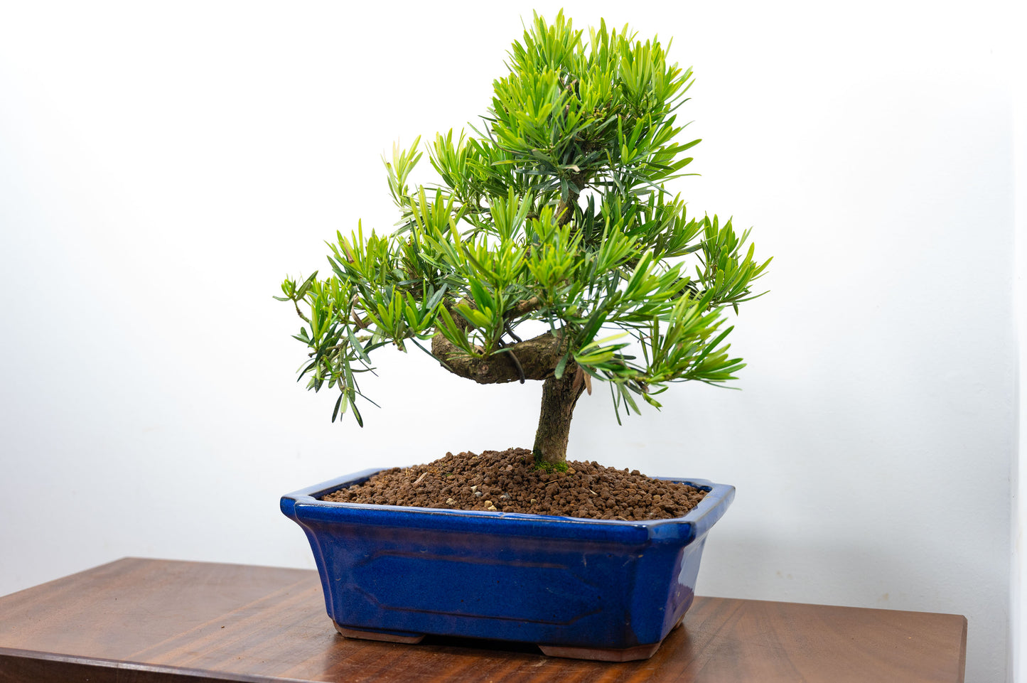 Buddhist Pine Bonsai  S Trunk - 30cm Blue Ceramic Pot