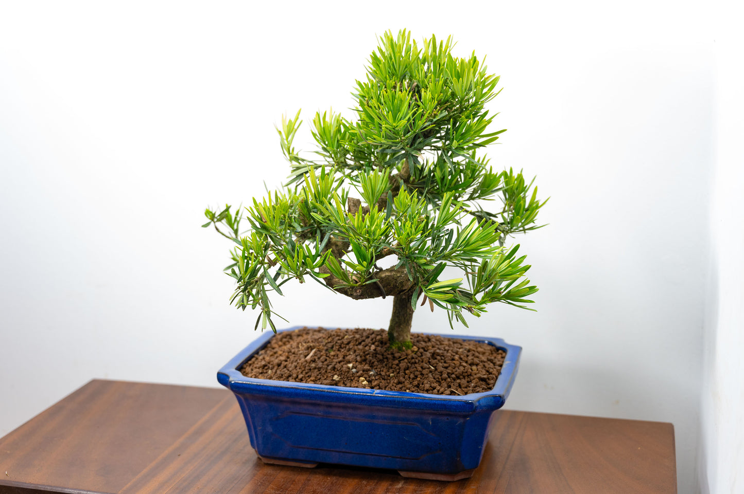 Buddhist Pine Bonsai  S Trunk - 30cm Blue Ceramic Pot