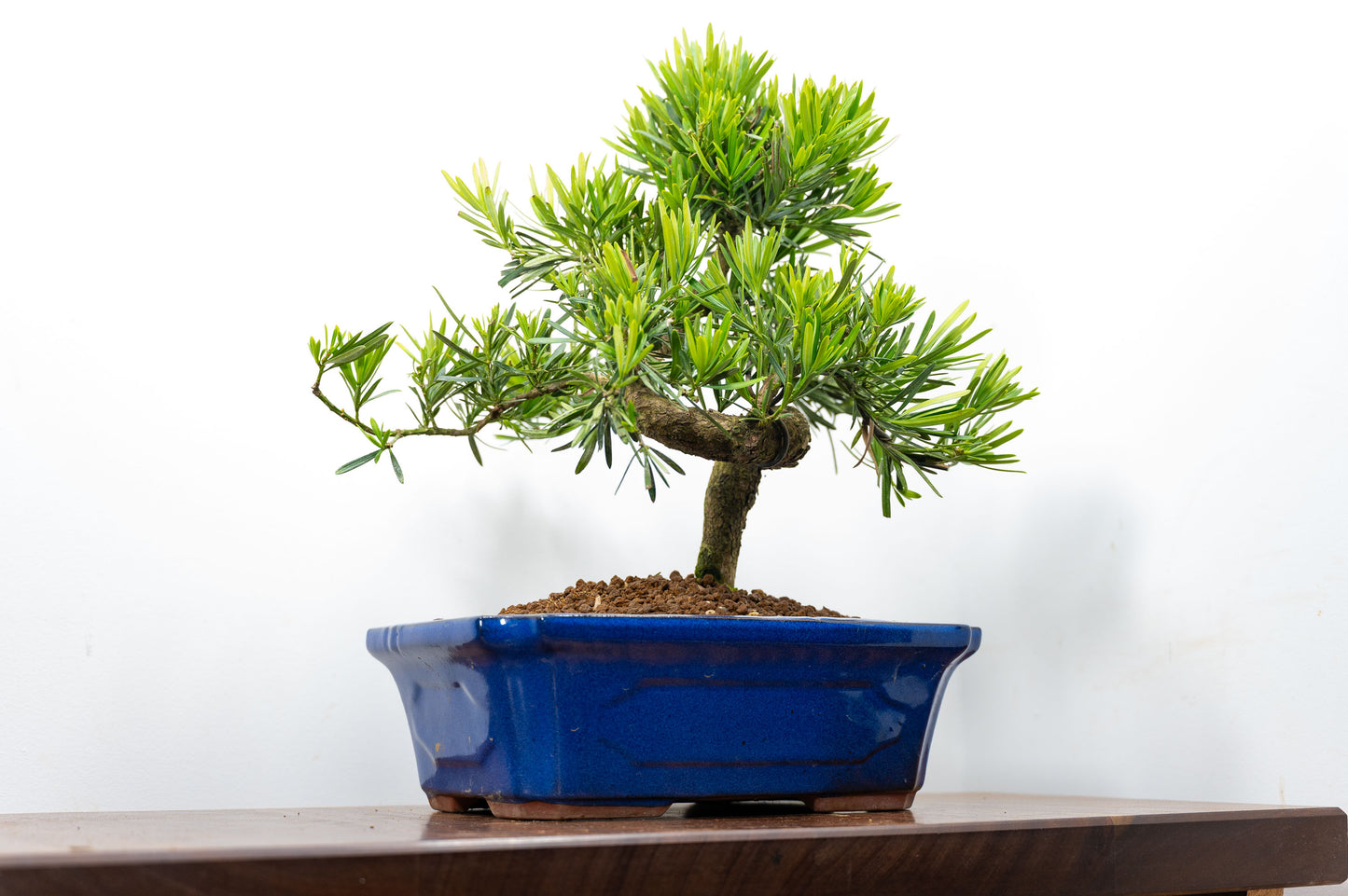 Buddhist Pine Bonsai  S Trunk - 30cm Blue Ceramic Pot