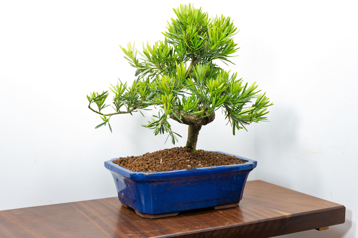 Buddhist Pine Bonsai  S Trunk - 30cm Blue Ceramic Pot