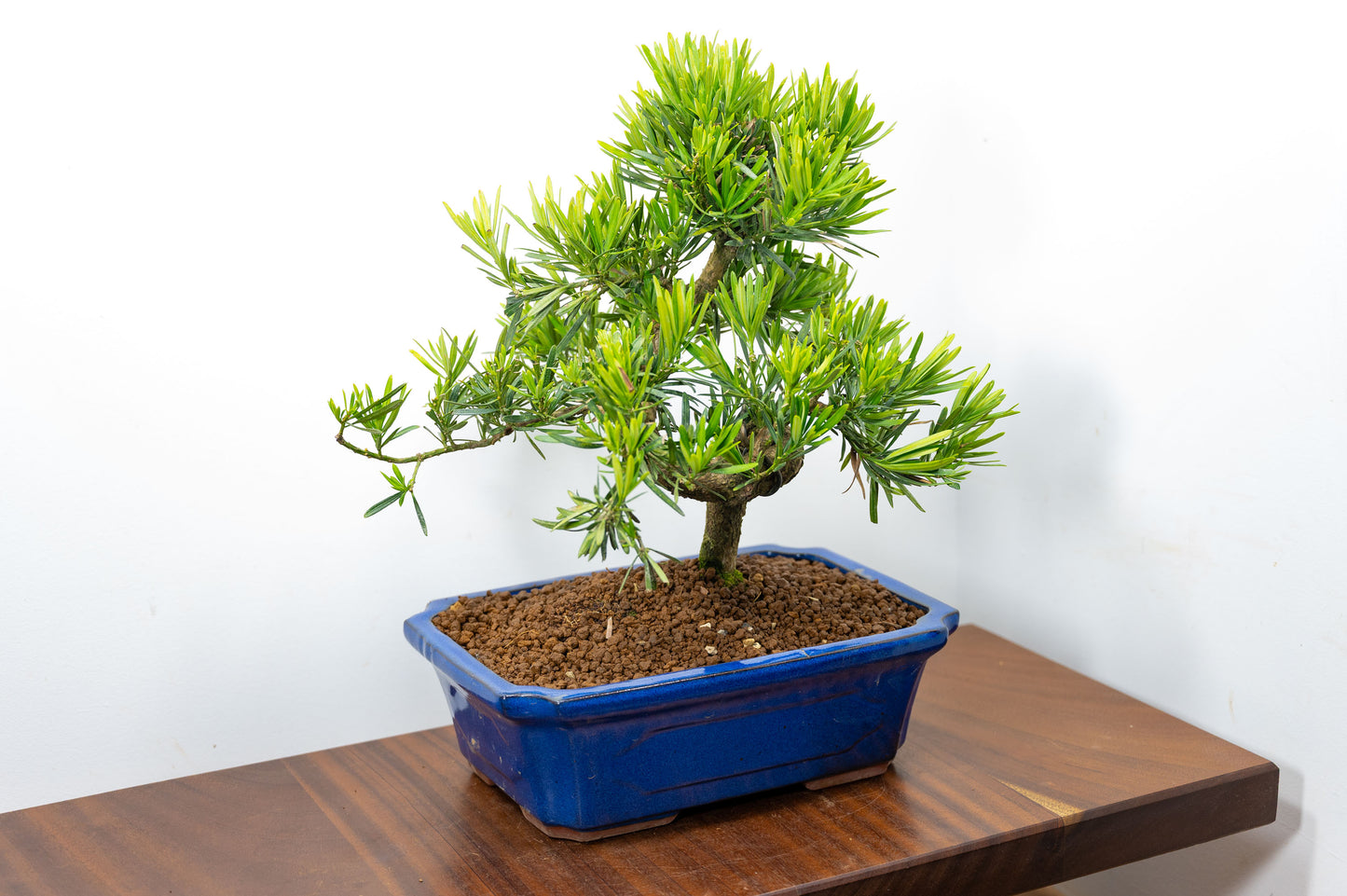 Buddhist Pine Bonsai  S Trunk - 30cm Blue Ceramic Pot