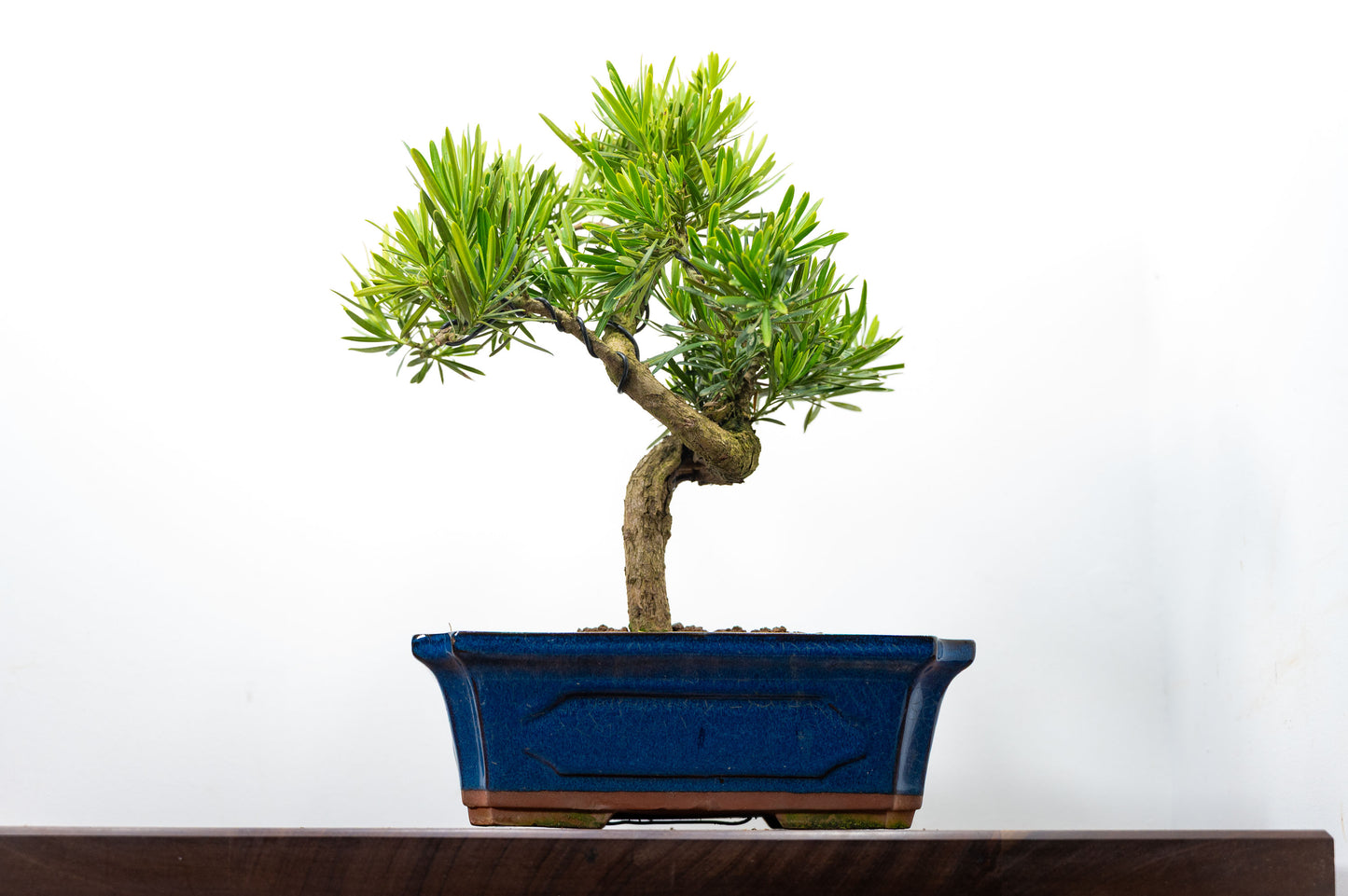 Buddhist Pine Bonsai  S Trunk - 30cm Blue Ceramic Pot