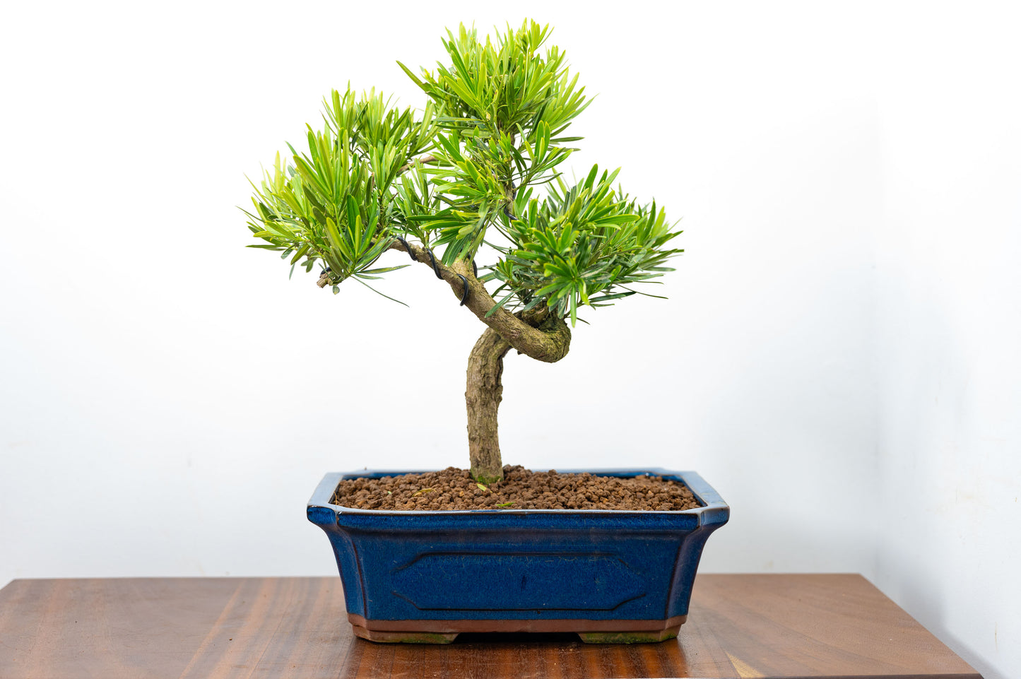 Buddhist Pine Bonsai  S Trunk - 30cm Blue Ceramic Pot