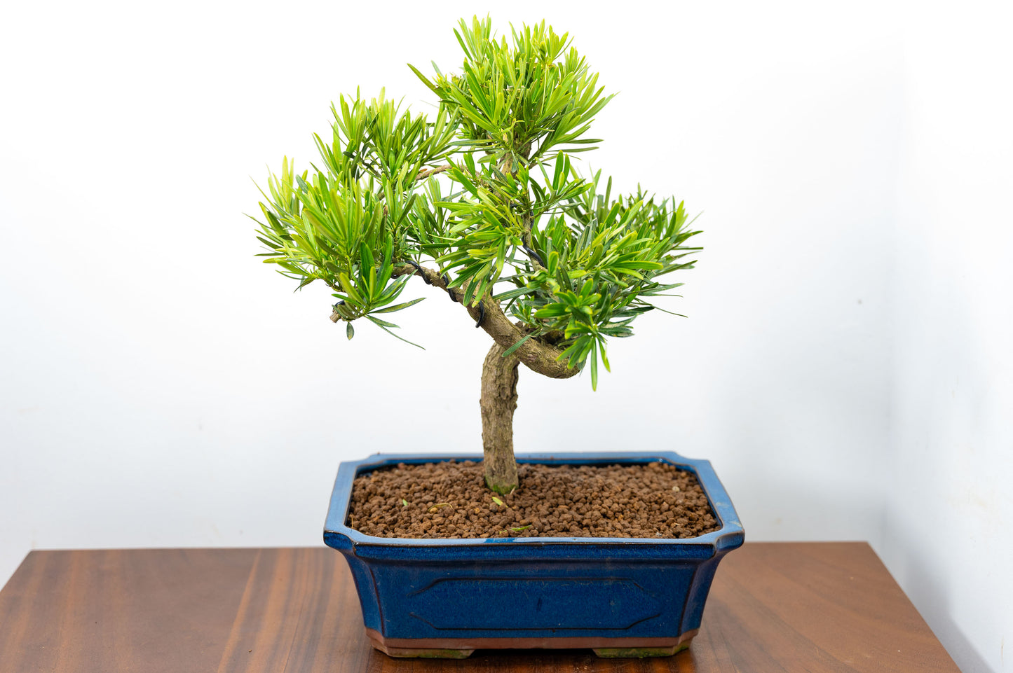 Buddhist Pine Bonsai  S Trunk - 30cm Blue Ceramic Pot