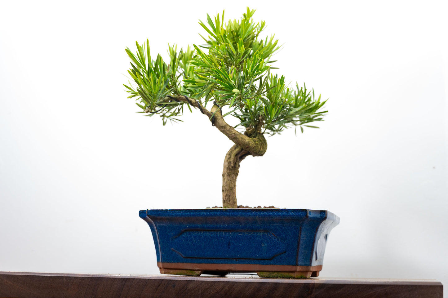 Buddhist Pine Bonsai  S Trunk - 30cm Blue Ceramic Pot