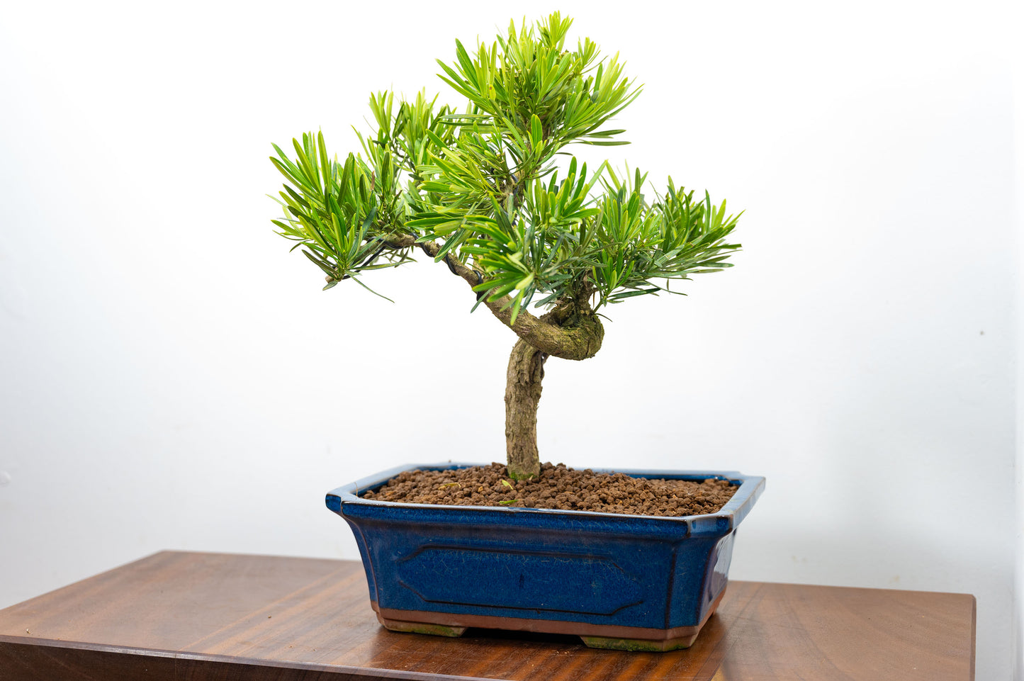 Buddhist Pine Bonsai  S Trunk - 30cm Blue Ceramic Pot