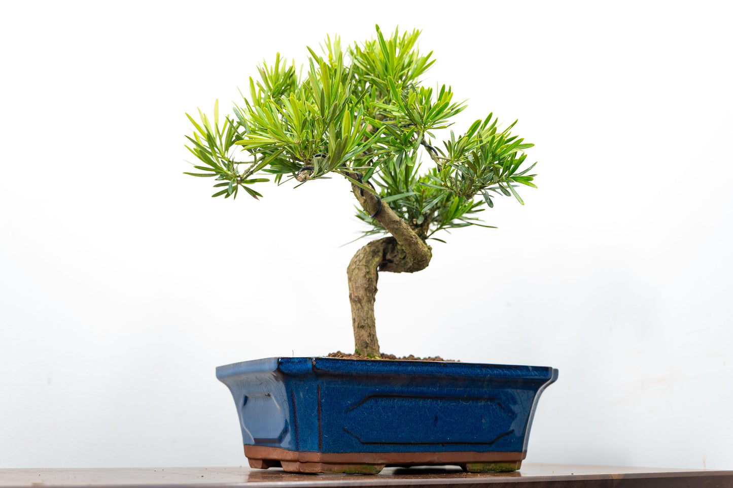 Buddhist Pine Bonsai  S Trunk - 30cm Blue Ceramic Pot