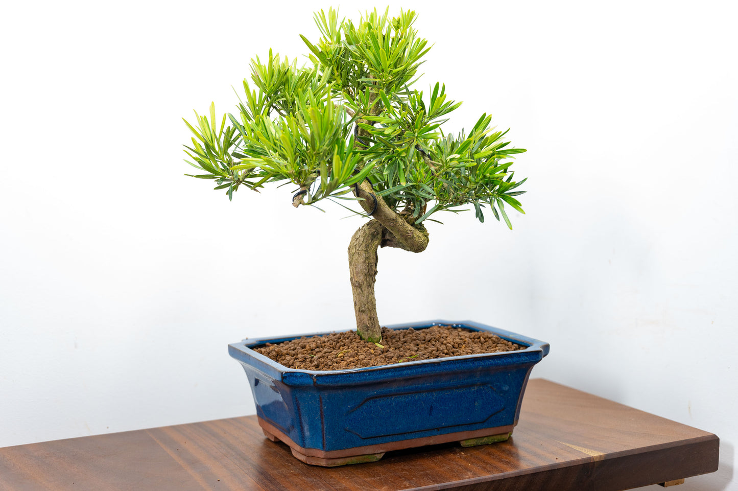 Buddhist Pine Bonsai  S Trunk - 30cm Blue Ceramic Pot