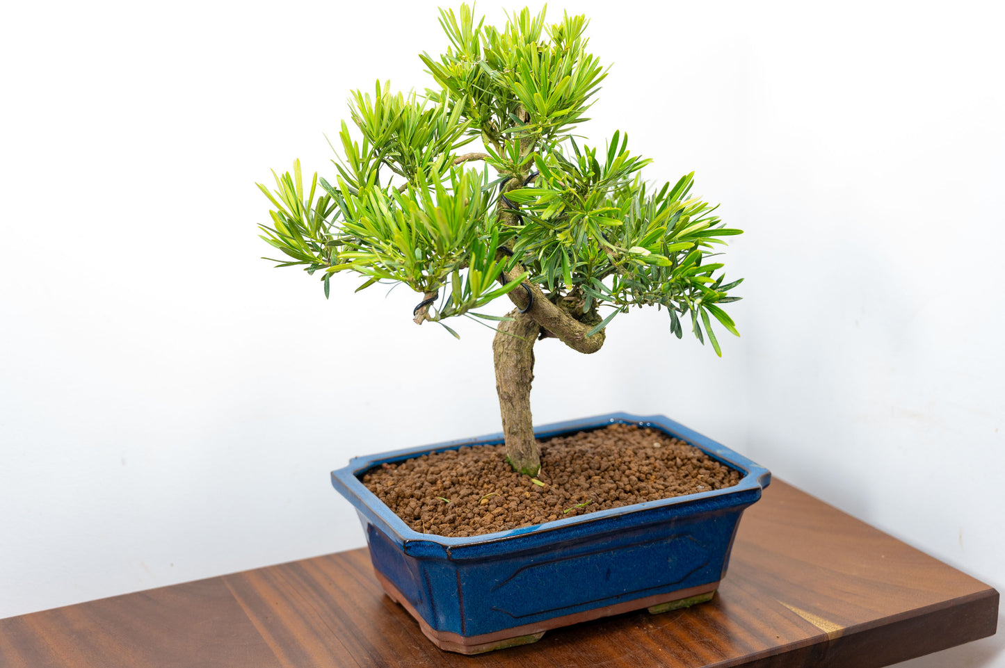 Buddhist Pine Bonsai  S Trunk - 30cm Blue Ceramic Pot