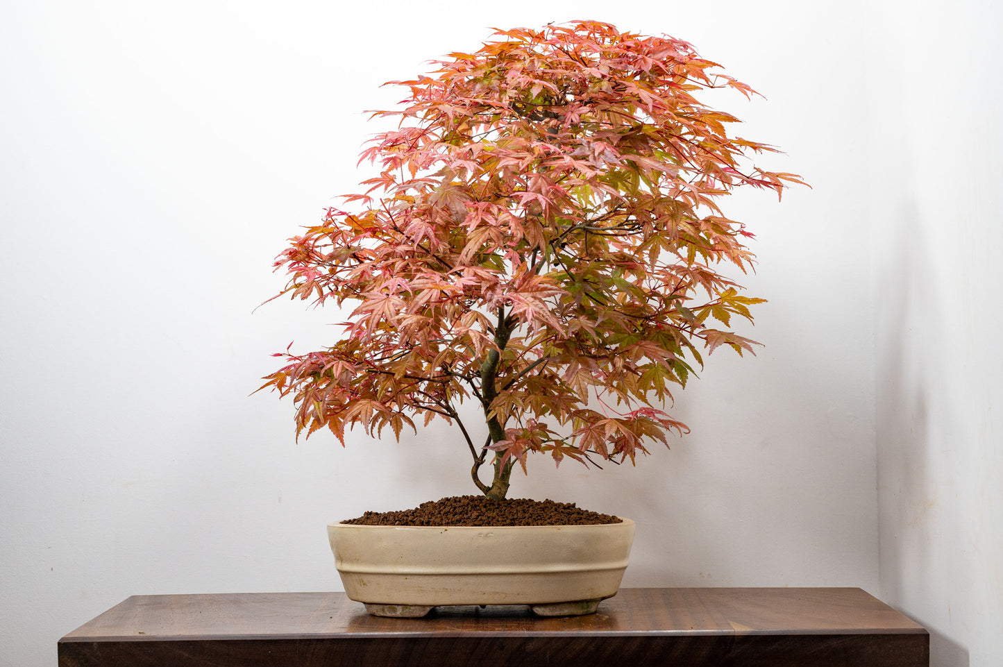 'Deshojo' Japanese Maple Bonsai