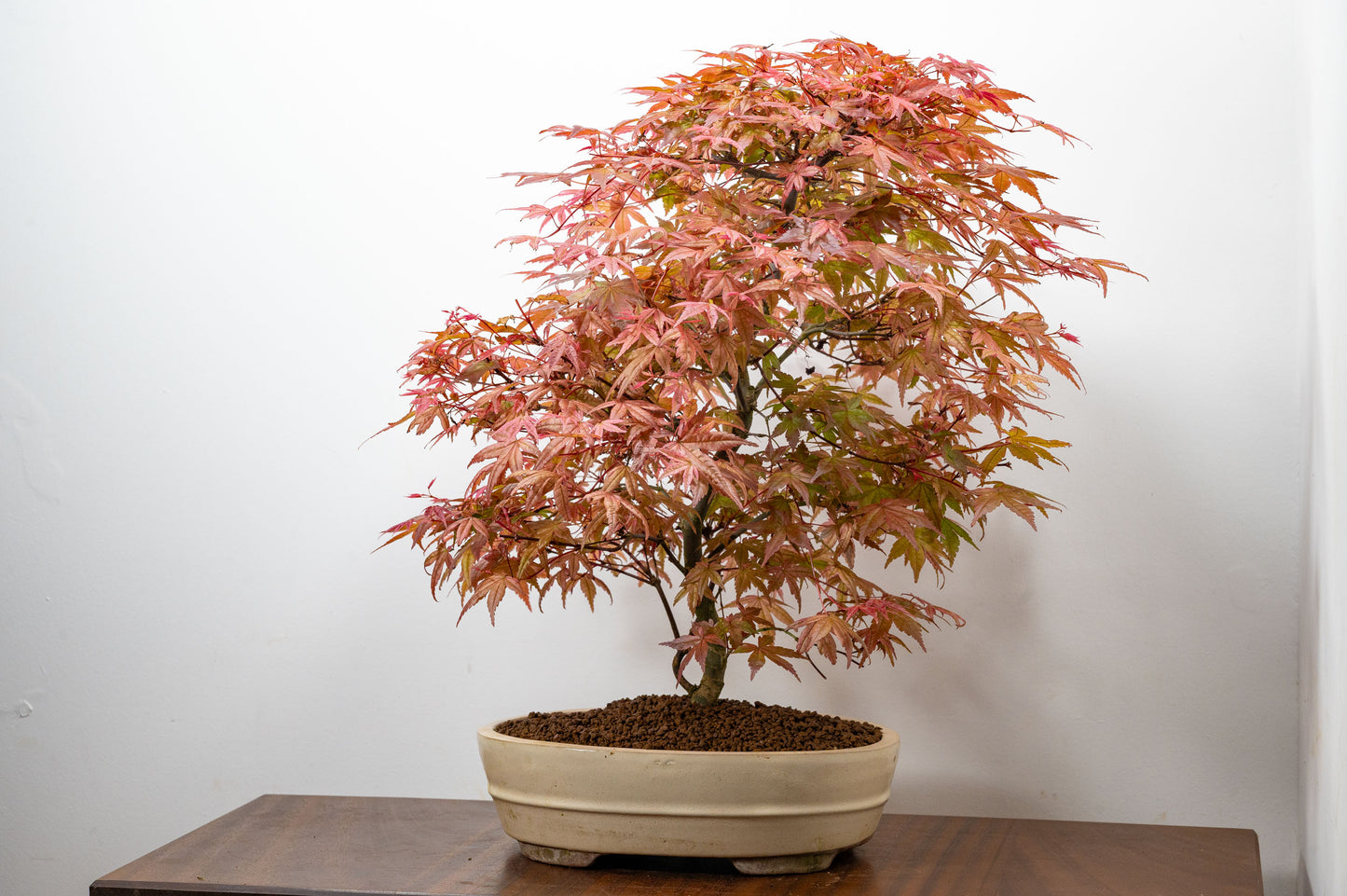 'Deshojo' Japanese Maple Bonsai