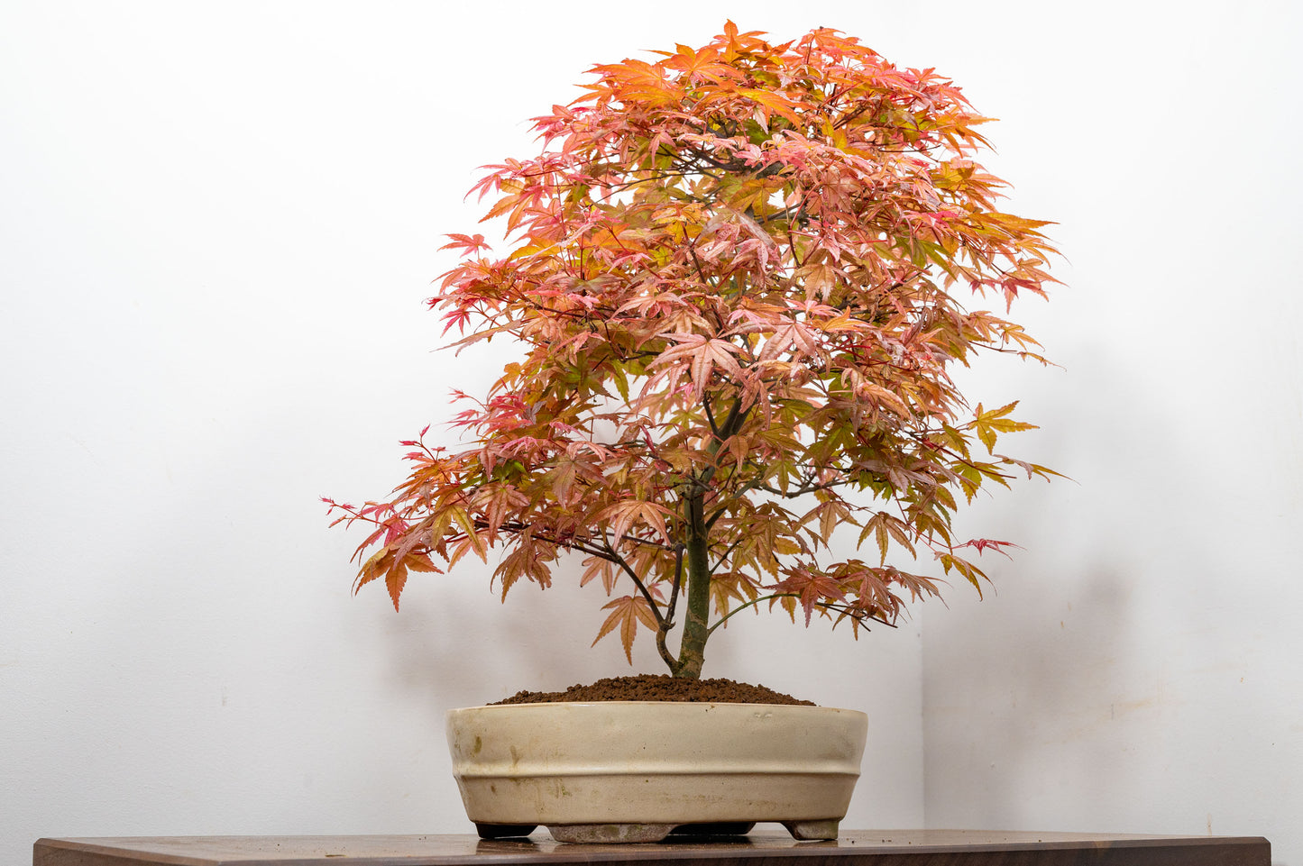 'Deshojo' Japanese Maple Bonsai